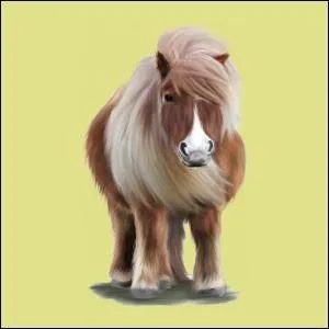 L'identification des équidés est obligatoire depuis le 31/12/2002 :