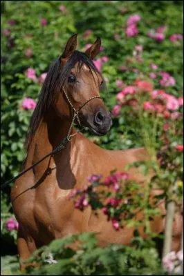 Tous les équidés doivent être pucés depuis le 31/12/2007 :