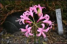 Connue également sous le nom de Lis de Guernesey, cette fleur porte le nom de (ou d')...