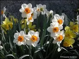 Ces fleurs jaune et blanches sont des ...