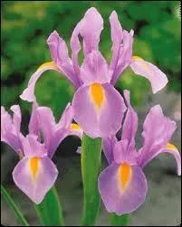 Pouvez-vous me donner le nom de ces fleurs ?