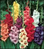 Ces fleurs sont des ...