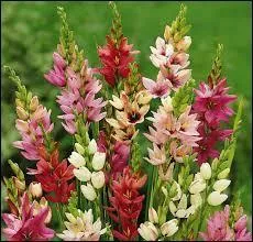 Et celles-ci, ce sont des ...