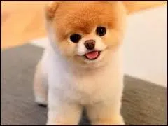 Si je veux LOULOU, je veux LOULOU, na ! Et c'est ?