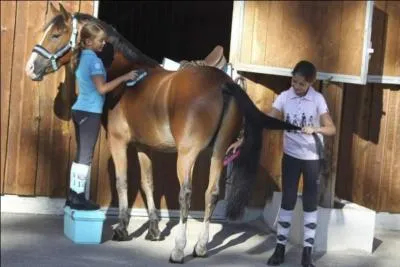 Lorsque l'on brosse un cheval, on dit que l'on ...