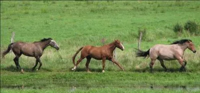 Ces chevaux sont au ...