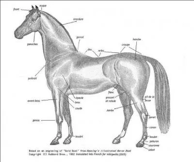 Question plus difficile ! Il y a une erreur sur ce dessin. Trouve-la.