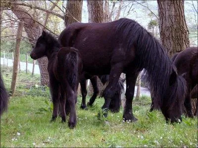 Quelles sont les 4 différentes robes du pottok ?