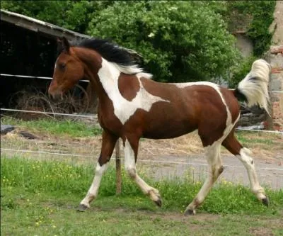 Les Pintabians sont obligatoirement pie noir, pie bai, pie isabelle, pie alezan, pie gris, pie palomino, pie gris souris et...