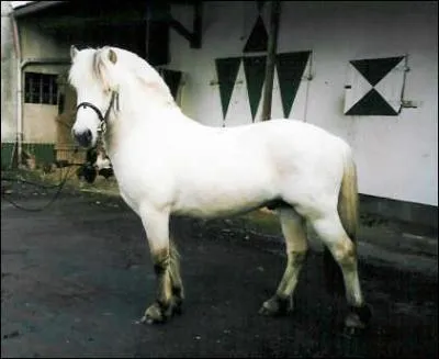 Les fjords peuvent être isabelle dun, bai dun ou souris avec une raie de mulet.