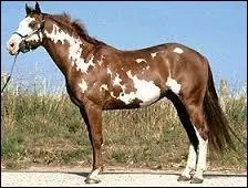 Le Paint Horse est-il une race reconnue en France ?