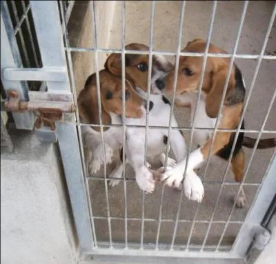 Pour finir ce quiz, j'attends de vous que vous me donniez le nom de l'auteur de cette maxime : « On reconnaît la grandeur et la valeur d'une nation à la façon dont celle-ci traite ses animaux. »