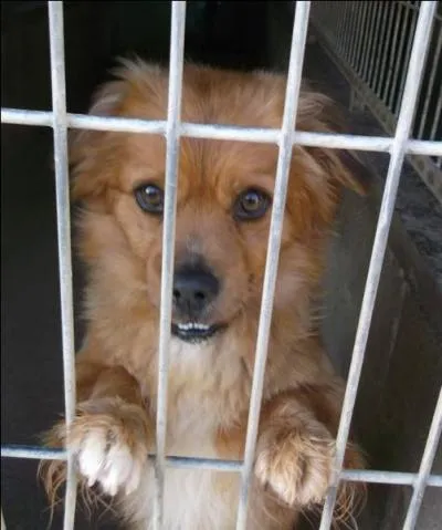 À quel écrivain doit-on cette citation : « Regarde ton chien dans les yeux et tu ne pourras pas affirmer qu'il n'a pas d'âme. » ?