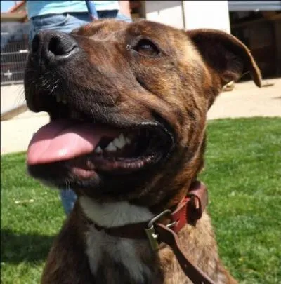 Cet auteur et réalisateur dramaturge qualifié de misogyne a notamment réalisé « Si Versailles m'était conté ». On lui doit aussi cette citation : « Les femmes c'est charmant, mais les chiens c'est tellement plus fidèle ». De qui s'agit-il ?