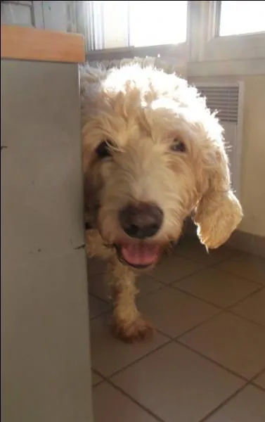 À vous de trouver le mot manquant « Un chien te  plus vite que n'importe quel humain. ».