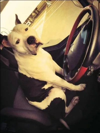 Parmi ces trois phrases qui définissent le chien, laquelle est de Montaigne ?