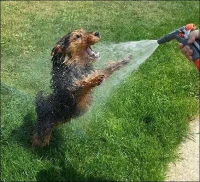 J'aimerais que vous finissiez cette phrase : « Ce qui est le plus plaisant avec un chien c'est qu'on peut faire l'idiot avec lui et que non seulement il ne vous fera aucun reproche,