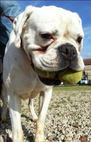 Complétez cette citation de l'auteur d'Antigone : 
« J'aurai beau  , il y aura toujours un chien perdu quelque part qui m'empêchera d'être heureux. »