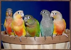 Il y a plusieurs mutations sur la photo mais une seule espèce y est représentée, la connaissez-vous ?