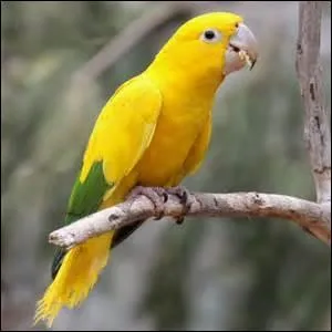 Elle ressemble fortement à la première mais a moins de vert sur les ailes et est plus grande, laquelle est-ce ?