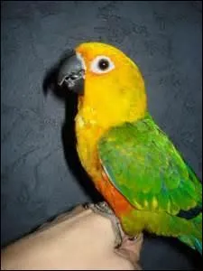 Très semblable à la première mais bien plus verte, laquelle est-ce ?