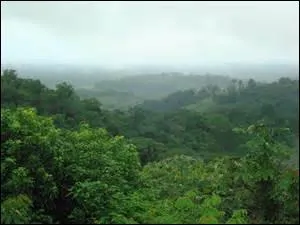 Sur quel beau continent vivent ces beaux oiseaux ?