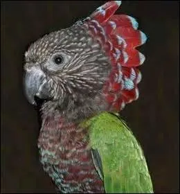 Quelle est cette conure ?