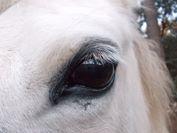 Quiz Galop 1