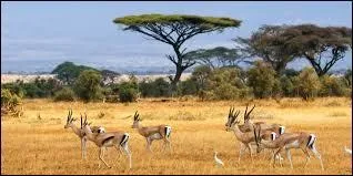 Changement de décor. Voici la savane du parc national de Chobe. Nous sommes :