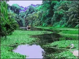 Le parc national de Tortuguero est célèbre pour sa flore et sa faune exceptionnelles et pour ses canaux que vous pourrez parcourir en pirogue. Il se situe :