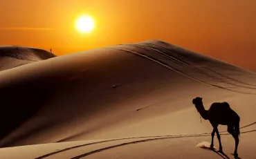 Quiz Desert