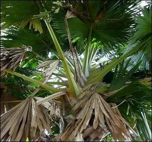 Quel est le nom que porte le petit fleuve ayant donné son nom à la capitale Dominicaine ?