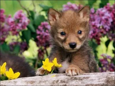 En quelle année le jeu "MovieStarPlanet" a-t-il été créé ?