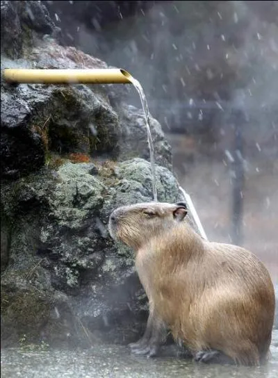 Inutile de le préciser, vous n'êtes pas en Afrique !