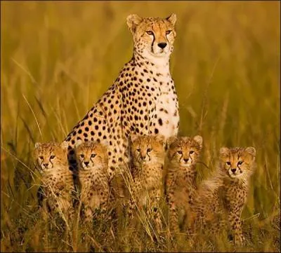 Comme vous le savez, le jaguar, comme ceux de la photo, vit en Amérique, donc vous n'êtes pas en Afrique !