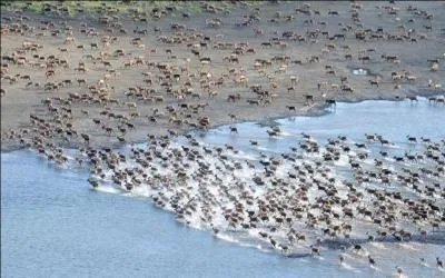 En Afrique, les gnous entament une longue migration tous les ans, la preuve, on le voit bien sur la photo !