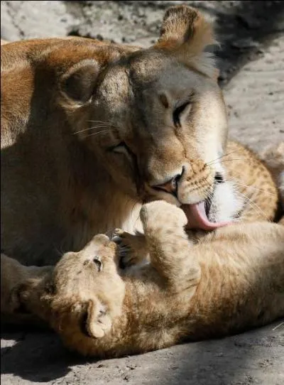 Cette mère puma fait très attention à son petit, donc vous n'êtes pas en Afrique mais en Amérique !