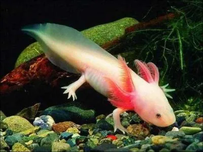 Bien sûr que vous connaissez l'axolotl, donc vous êtes au Mexique, et pas en Afrique !