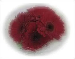 Ce rouge profond porte le nom d'une bataille ayant eut lieu en 378, Flavius Julius Valens en commandait l'armée romaine. Où cela se déroula-t-il ?