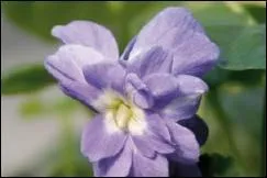 Au pays des violettes d'Émilie-Romagne vous devriez trouver cette couleur d'un violet pâle.