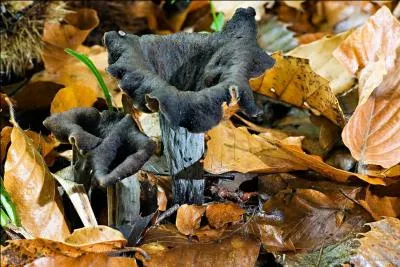 Risquez-vous une belle mort en ingérant des trompettes de mort ?