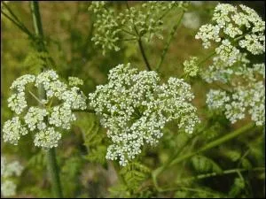 Quel est le nom de cette plante dont l'ingestion de 6 grammes entraîne la mort ?