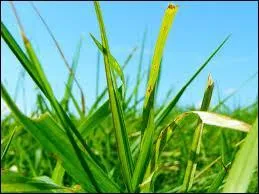 Quel est cet animal ?