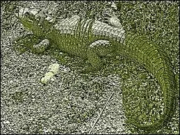 Quel est cet animal ?