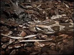 Quel est cet animal ?