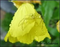 Quel est cet animal ?