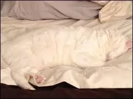 Quel est cet animal ?