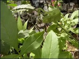 Quel est cet animal ?