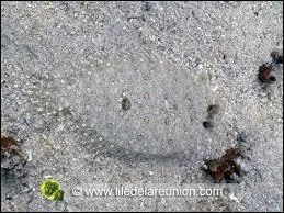 Quel est cet animal ?