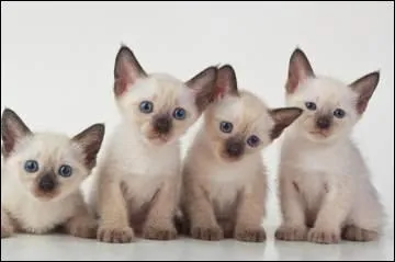 Quel est le surnom du Siamois ?